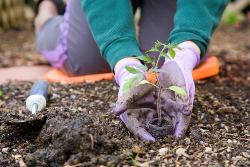 gardener wearing gardening gloves