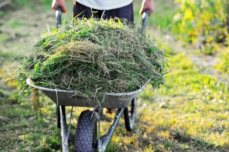 wheelbarrow being used to transport grass cuttings