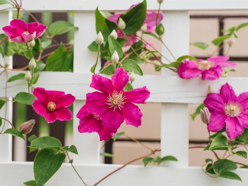 incorporate-climbing-plants