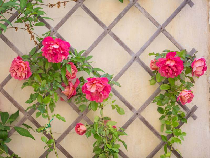 wall-mounted-trellis